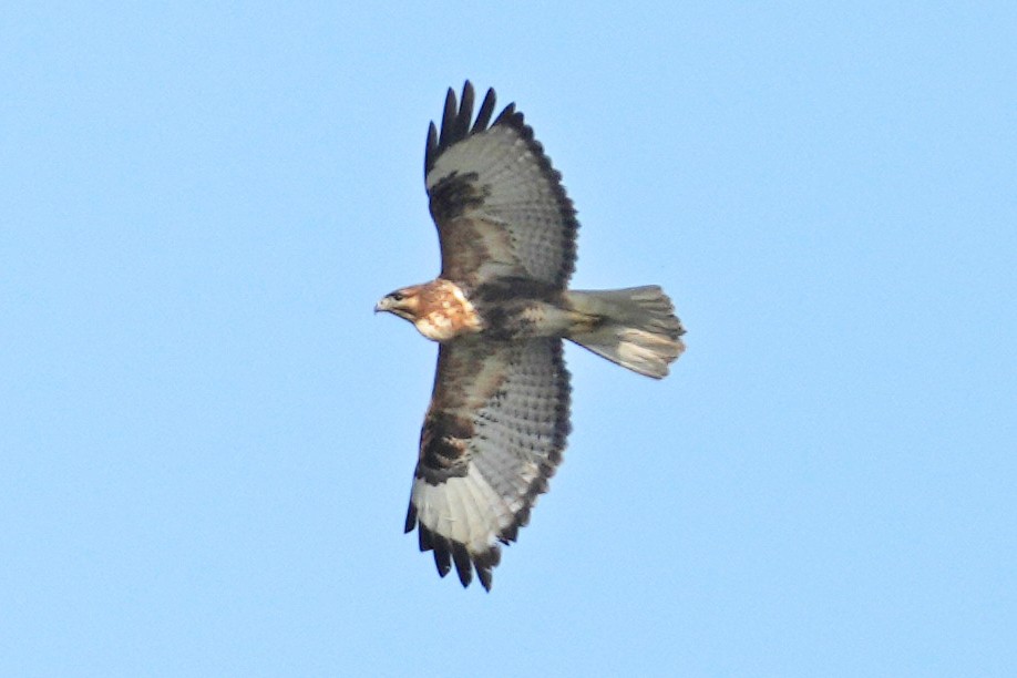 káně bělochvostá - ML646505541