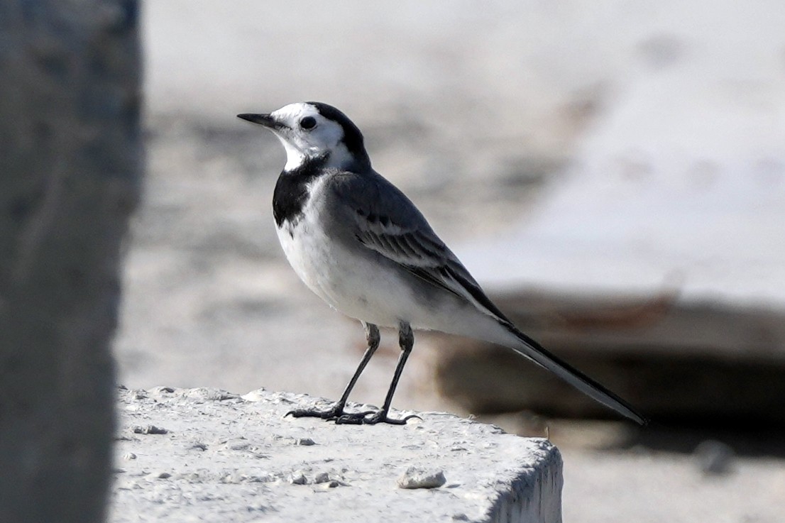White Wagtail (Masked) - ML646505544