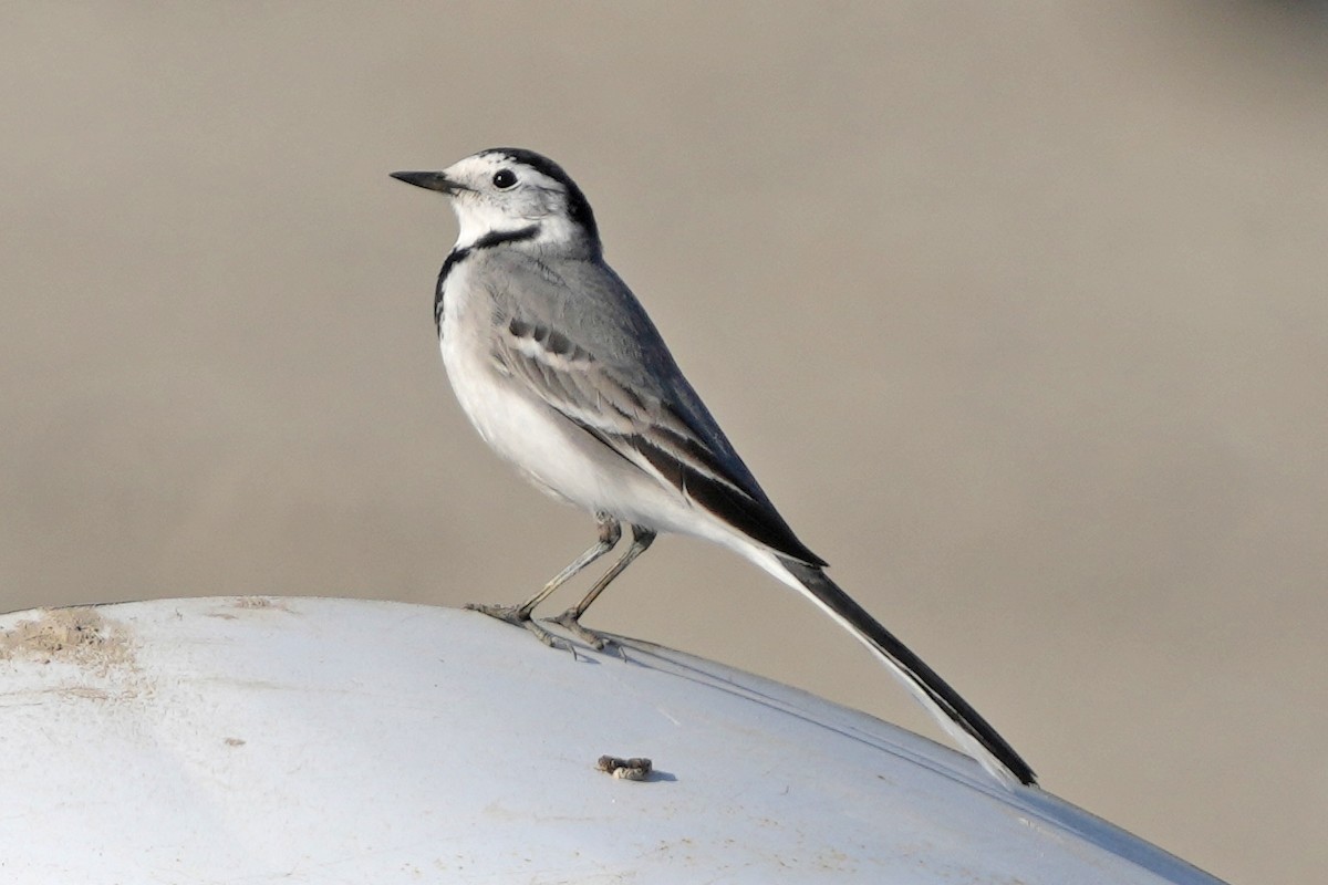 White Wagtail (Masked) - ML646505545