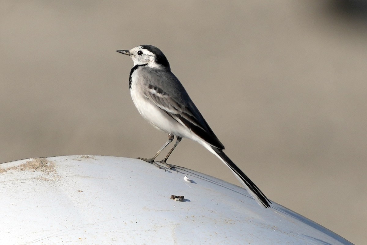 White Wagtail (Masked) - ML646505547