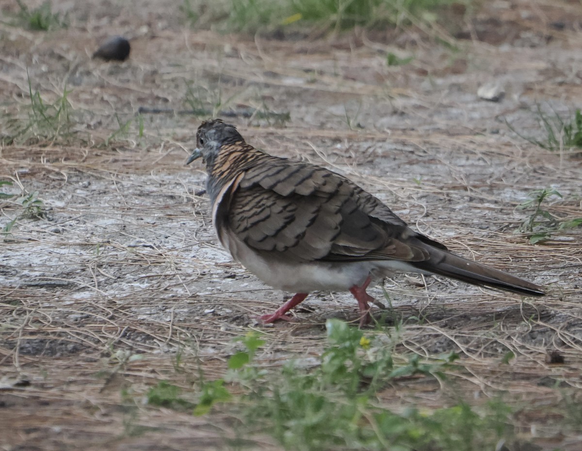 Bar-shouldered Dove - ML646505549