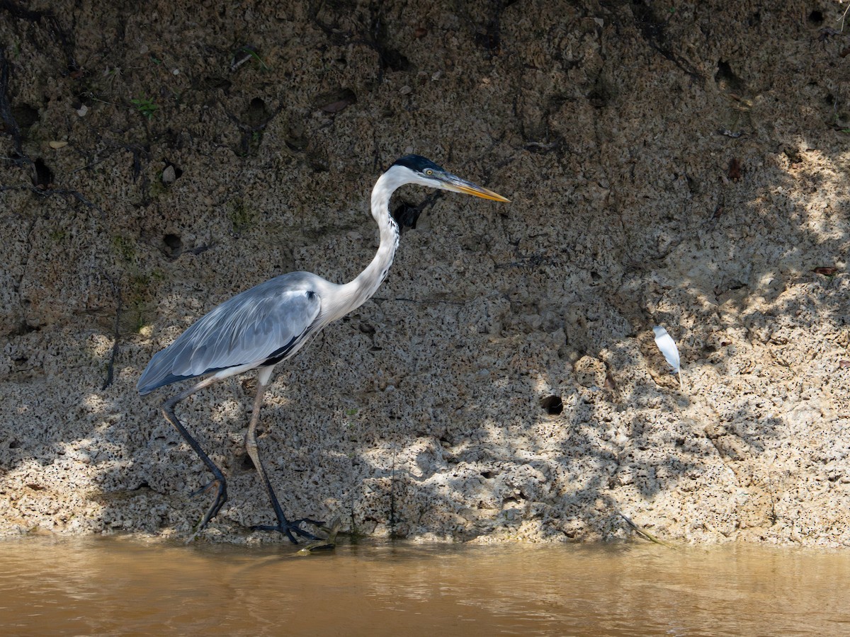 Cocoi Heron - ML646505550