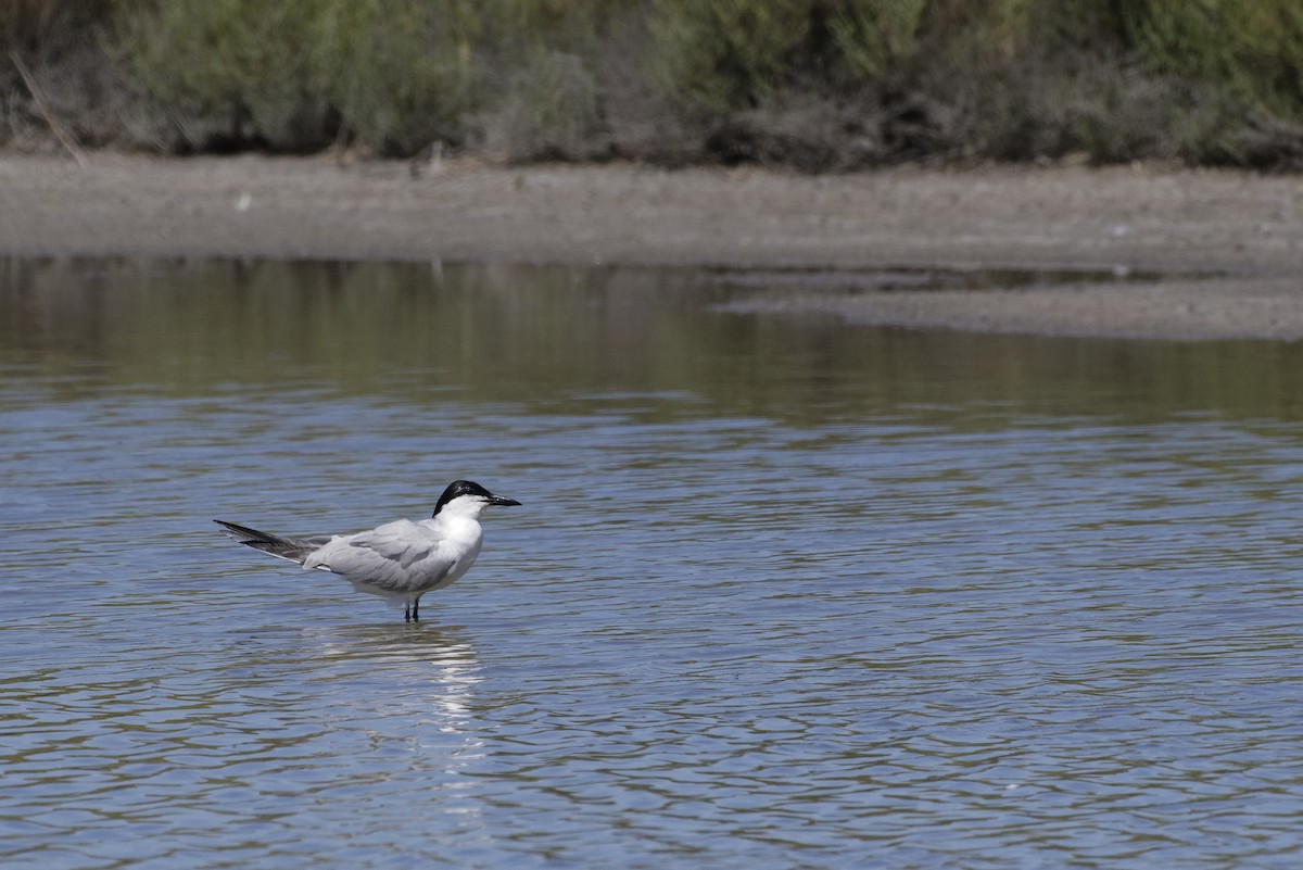 Pagaza Piconegra - ML646505552