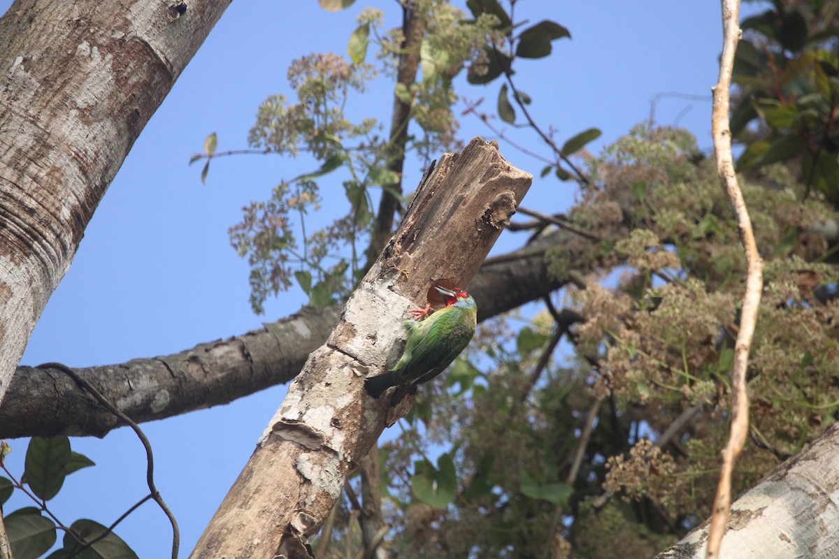 マラバルゴシキドリ - ML646505554