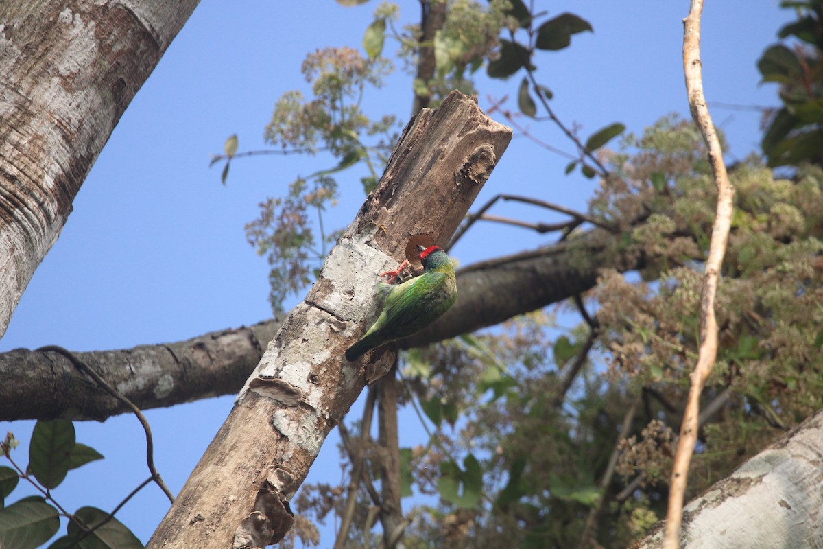 マラバルゴシキドリ - ML646505555