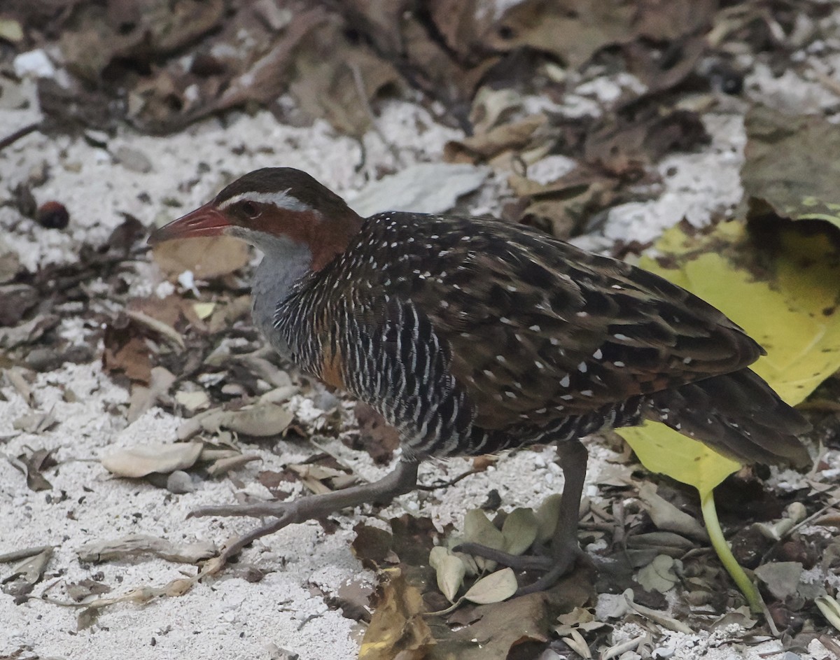 Buff-banded Rail - ML646505557