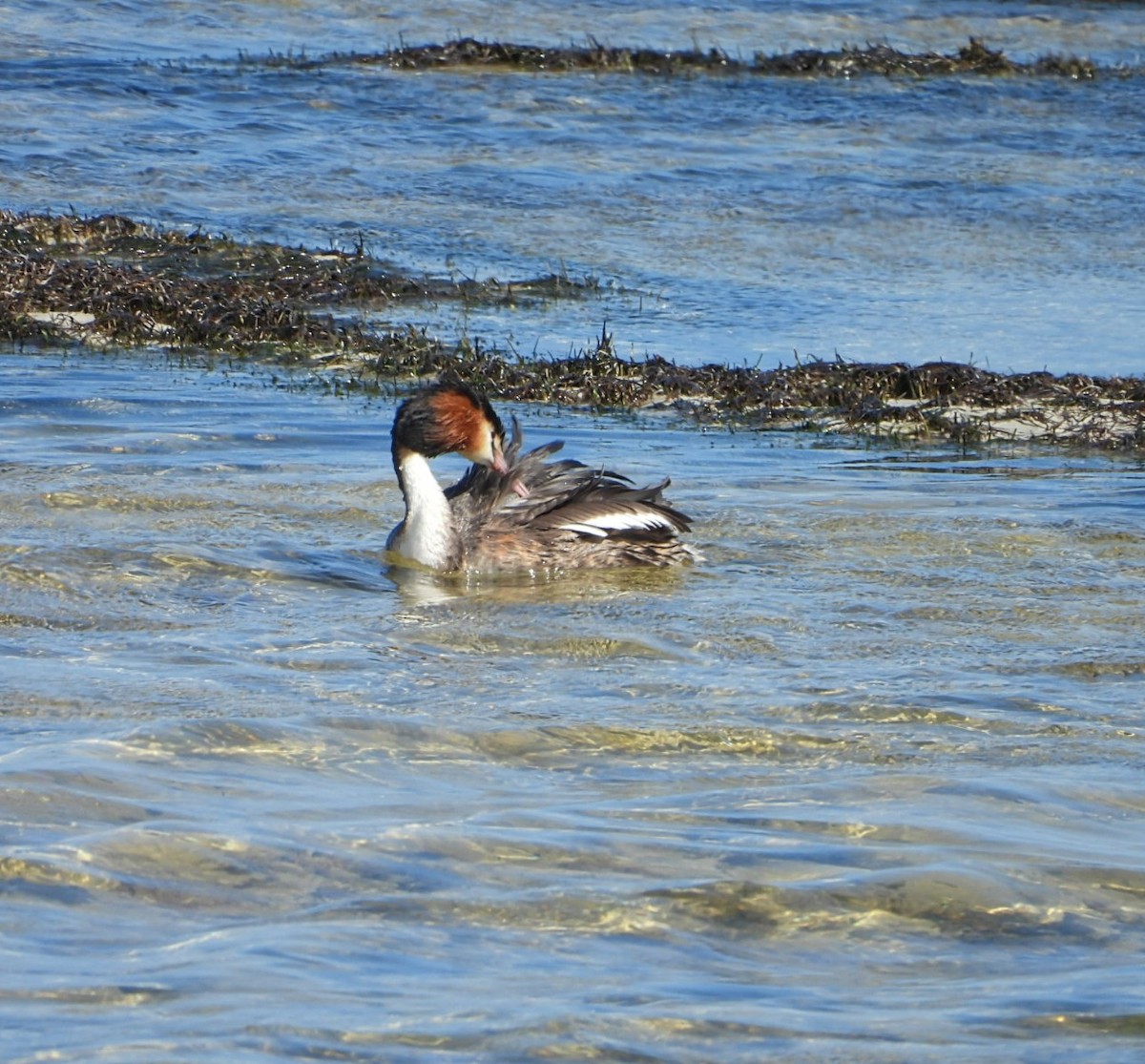 Great Crested Grebe - ML646505560