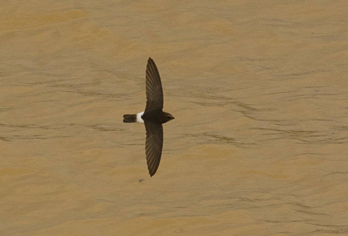 Little Swift (Little) - ML646505561