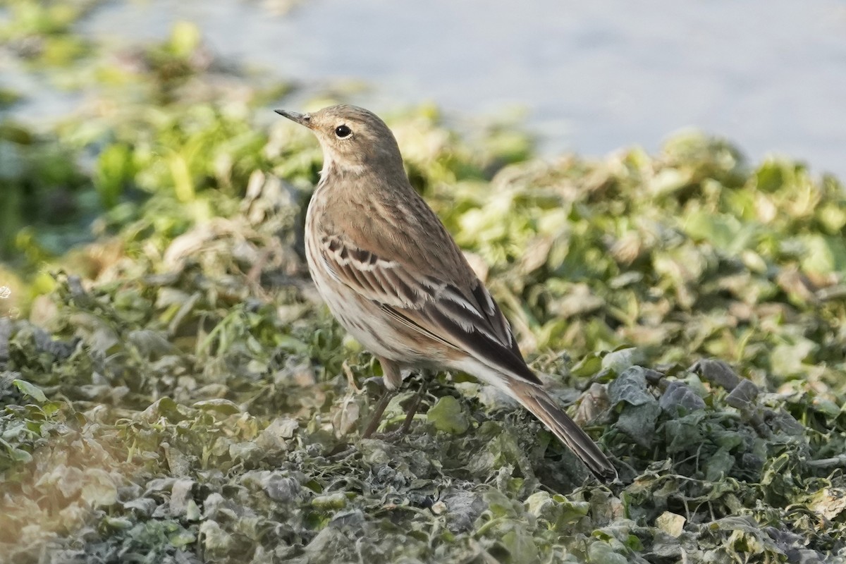 Water Pipit - ML646505563
