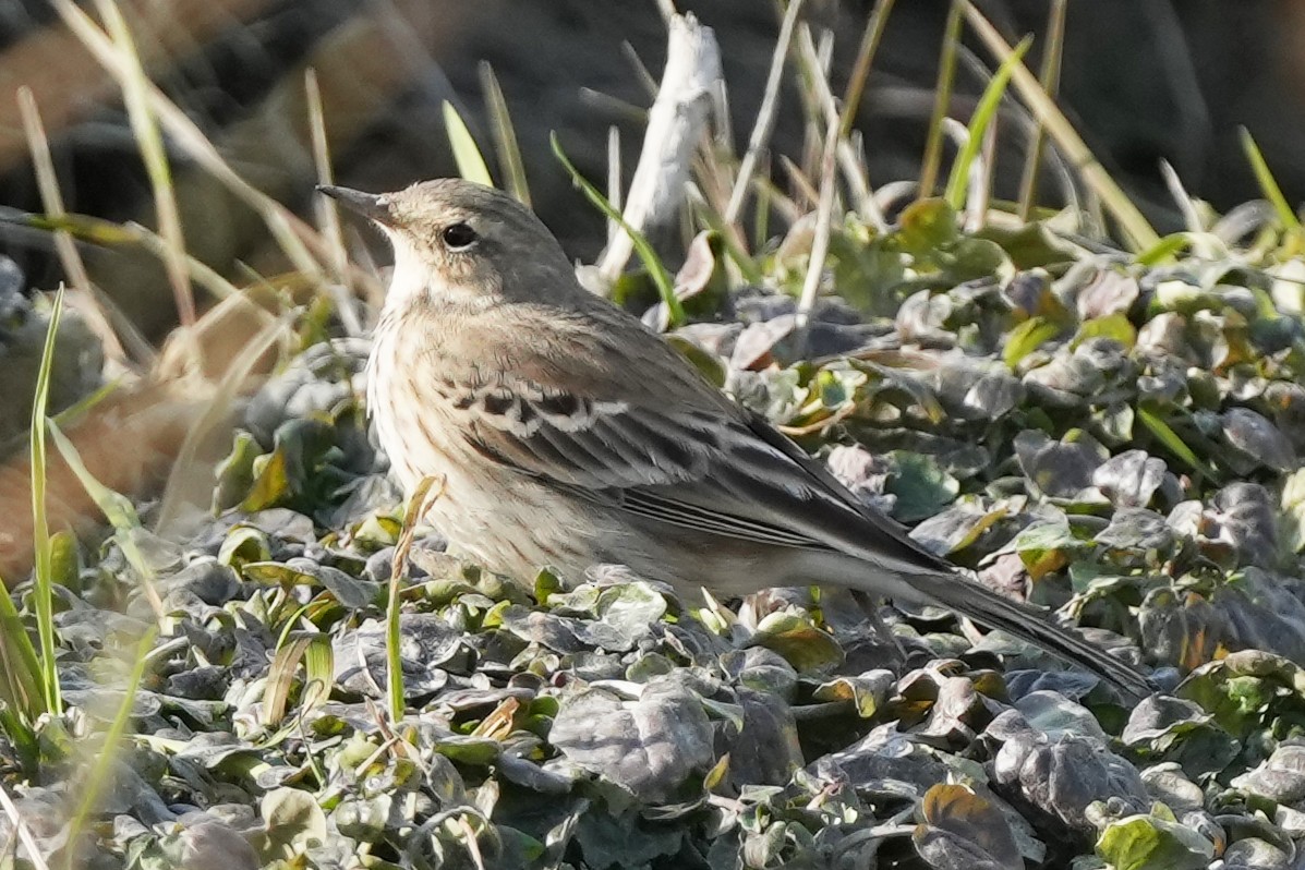 Water Pipit - ML646505564