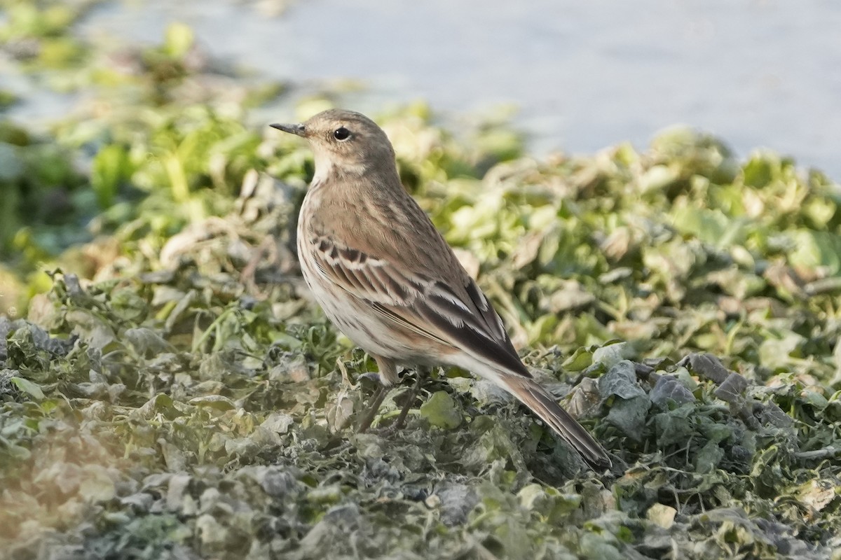 Water Pipit - ML646505565