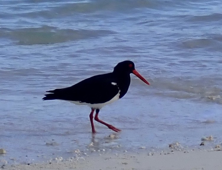 Pied Oystercatcher - ML646505566
