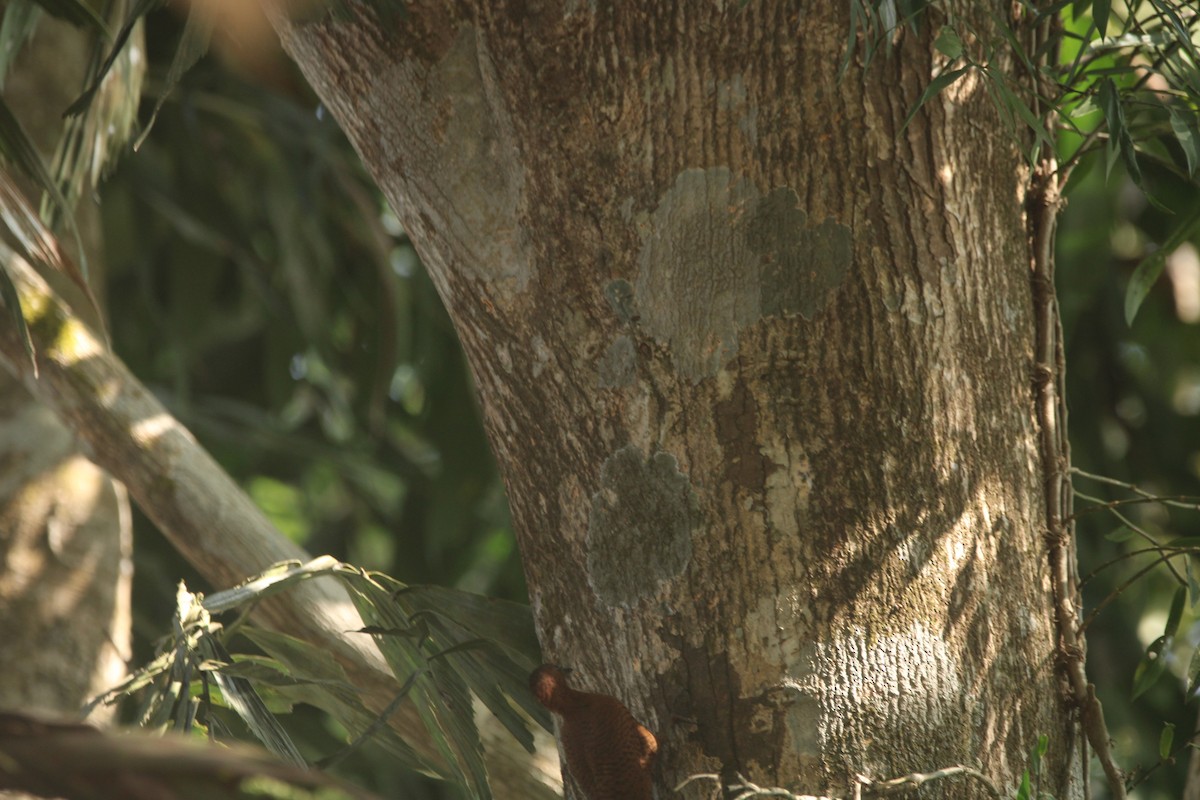 クリチャゲラ - ML646505575