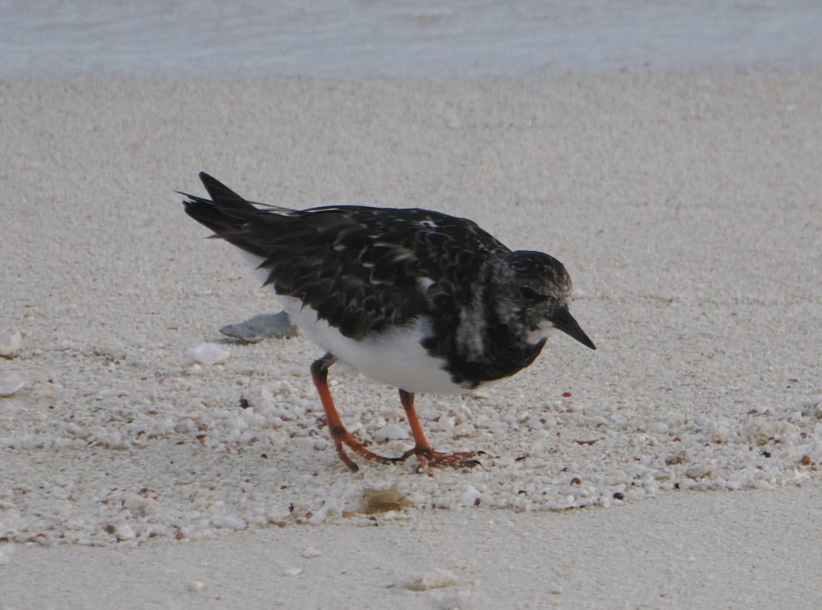 Ruddy Turnstone - ML646505576