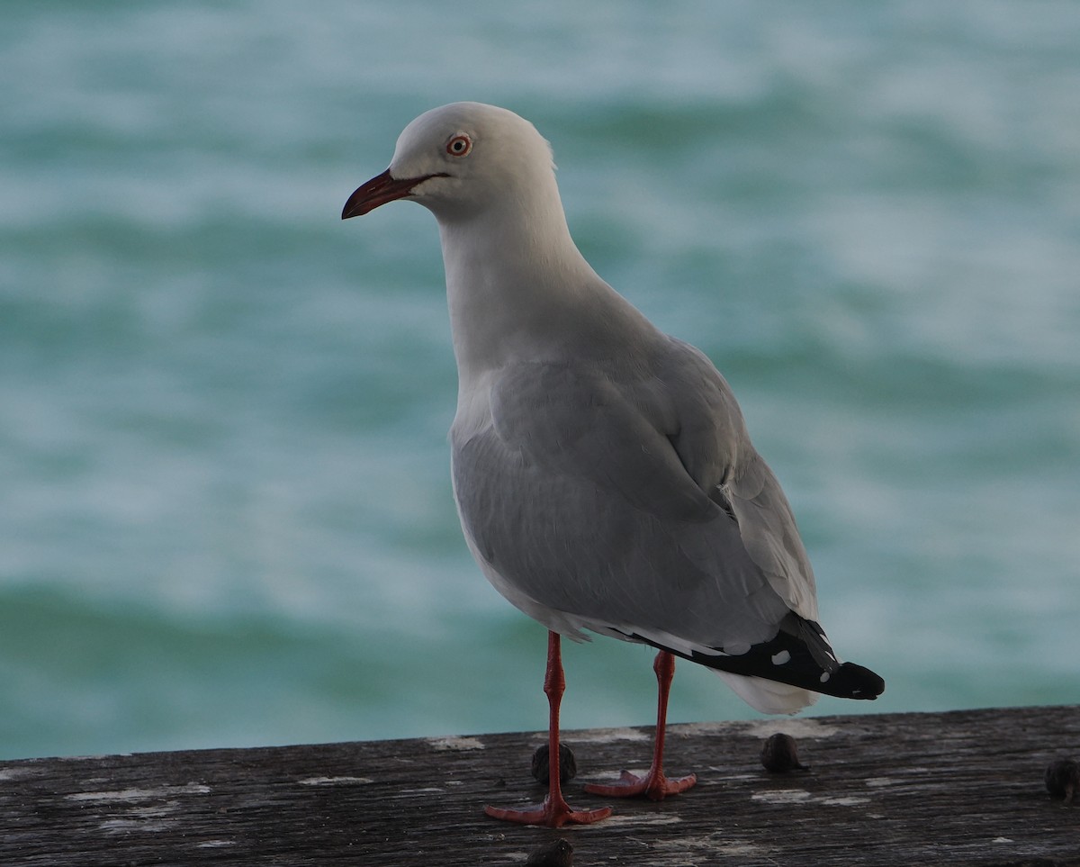 Silver Gull - ML646505578