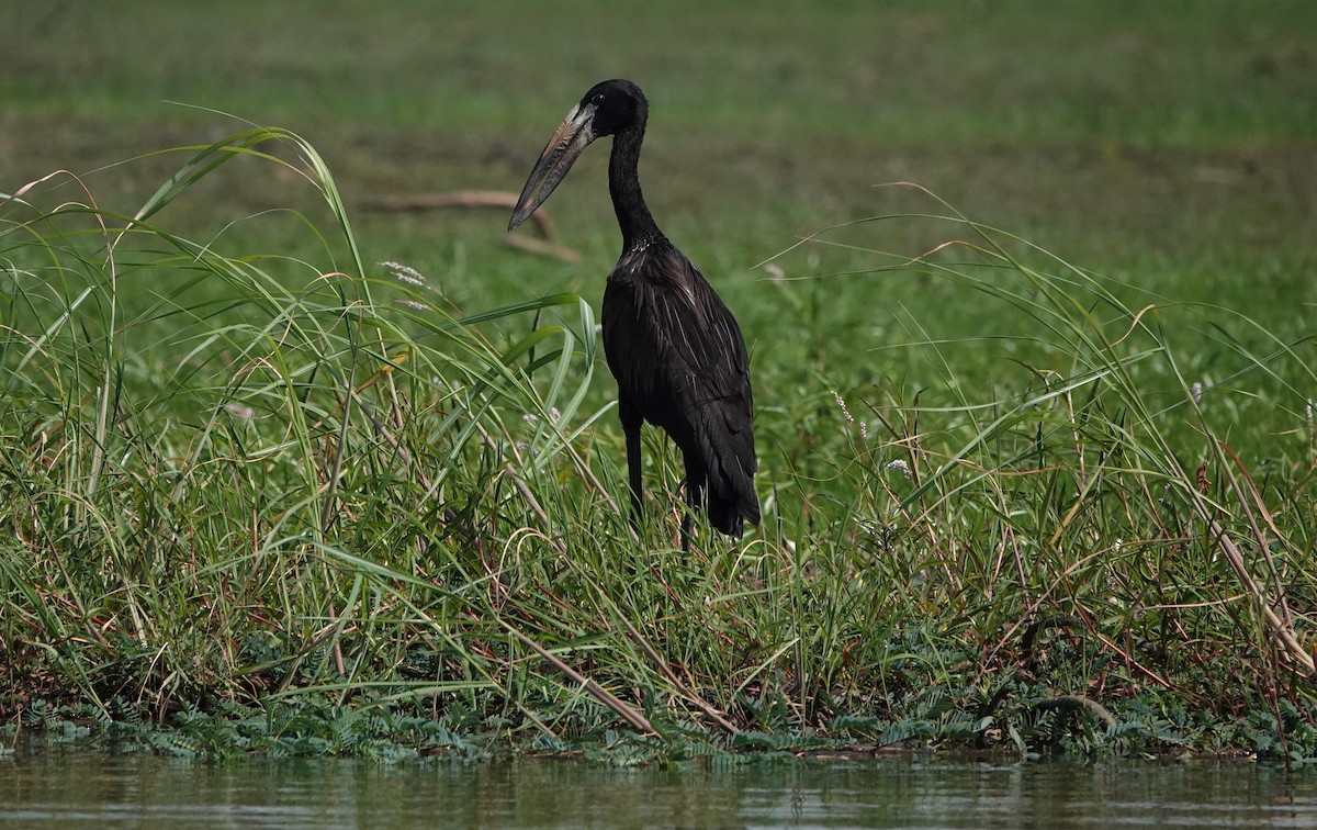 African Openbill - ML646505580