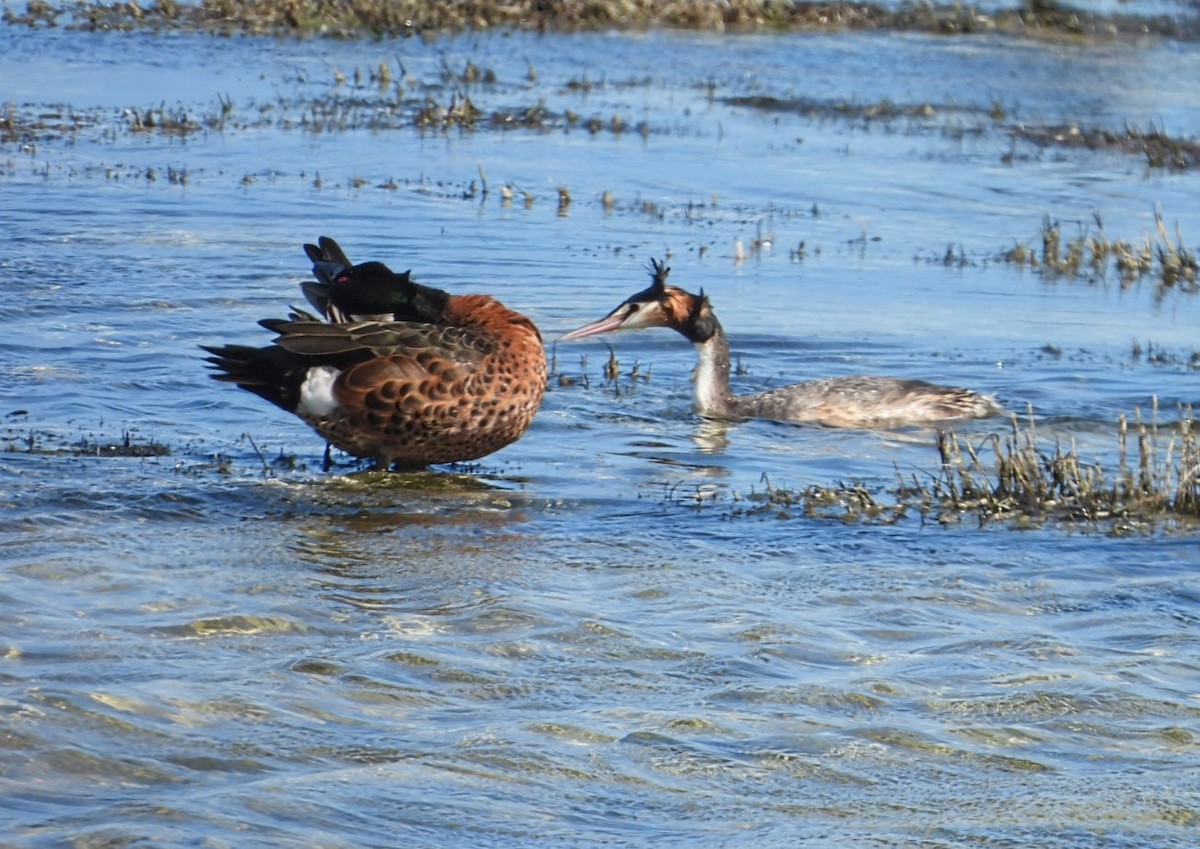 Great Crested Grebe - ML646505581