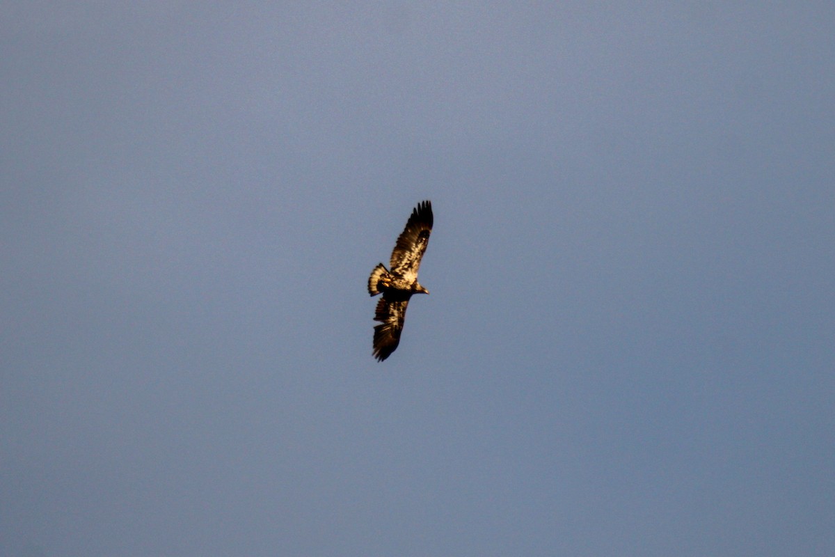 Bald Eagle - ML646505585