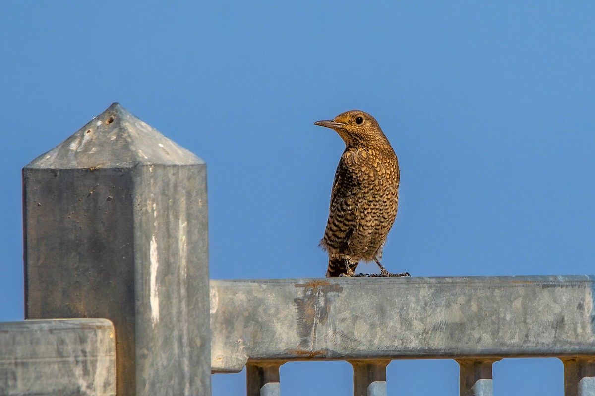 イソヒヨドリ - ML646505586