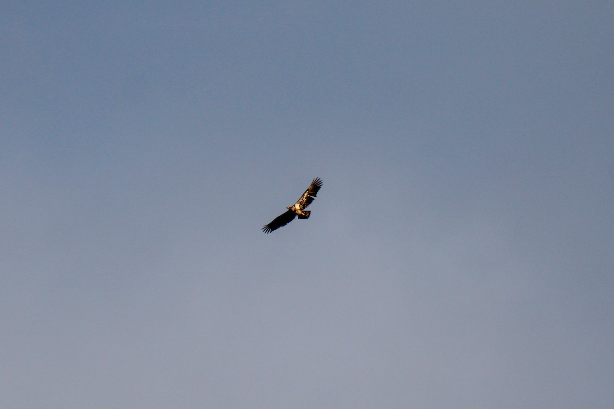 Bald Eagle - ML646505588