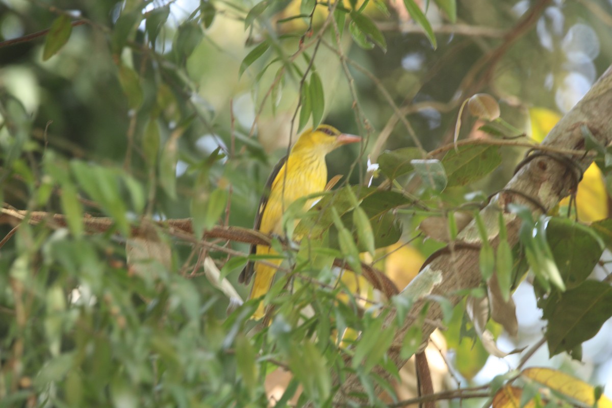 インドコウライウグイス - ML646505590