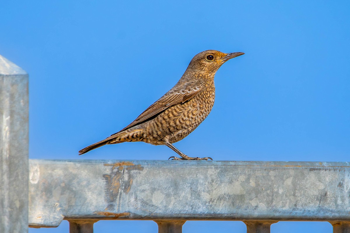 イソヒヨドリ - ML646505592