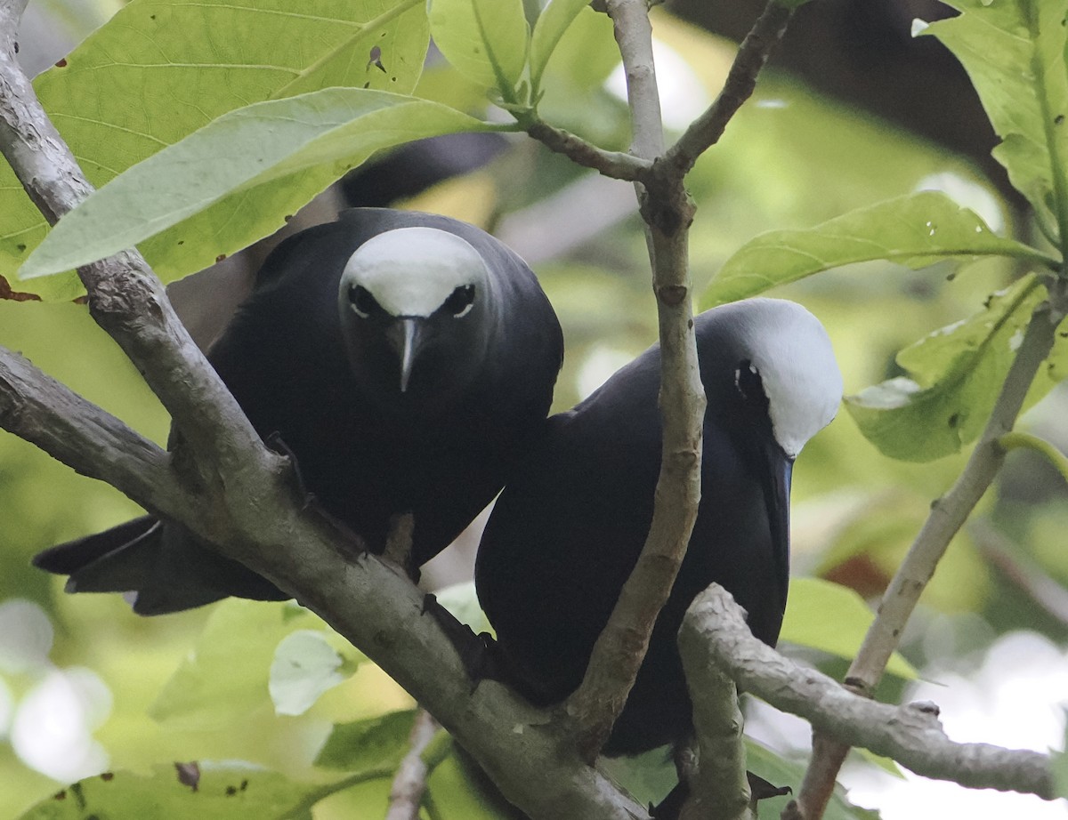 Black Noddy - ML646505593