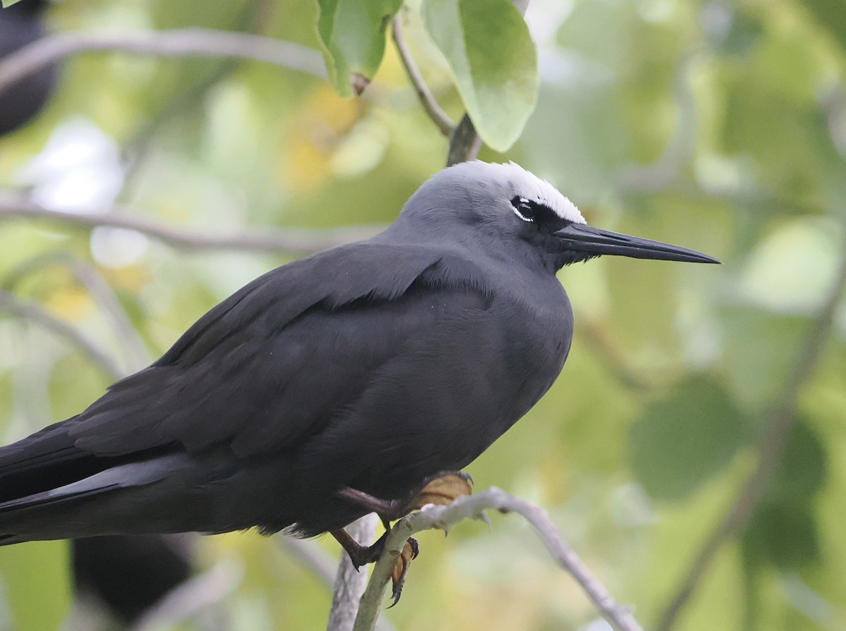 Black Noddy - ML646505595