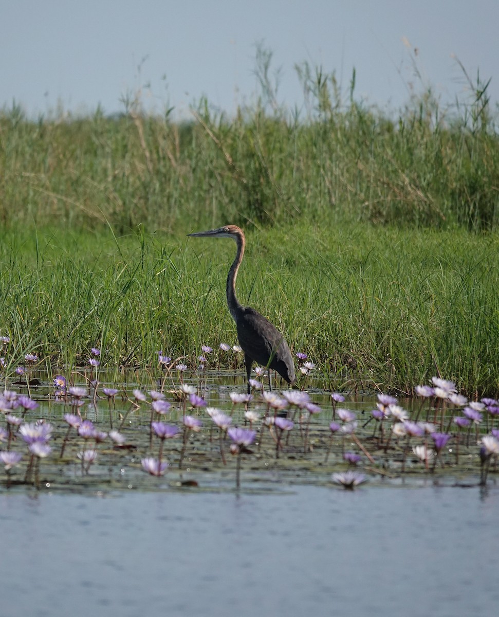 Goliath Heron - ML646505597