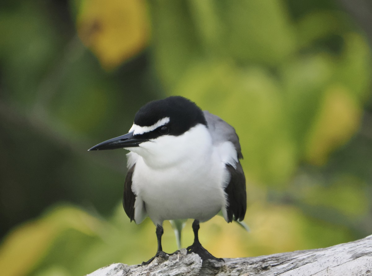 tøyleterne - ML646505601