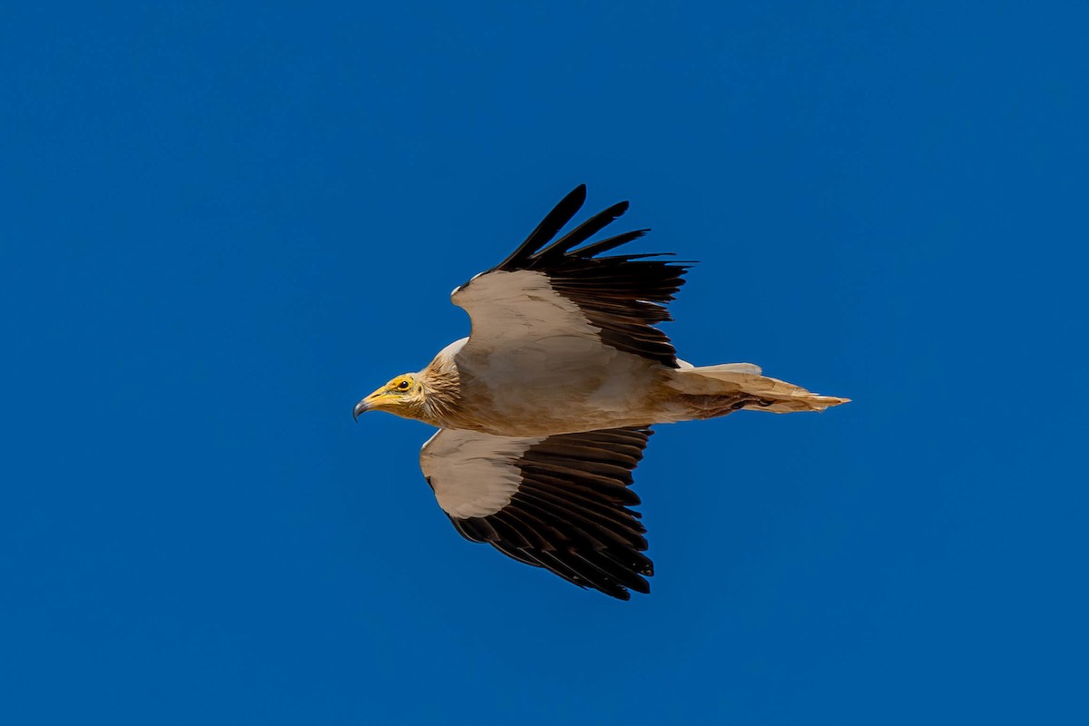 エジプトハゲワシ - ML646505602