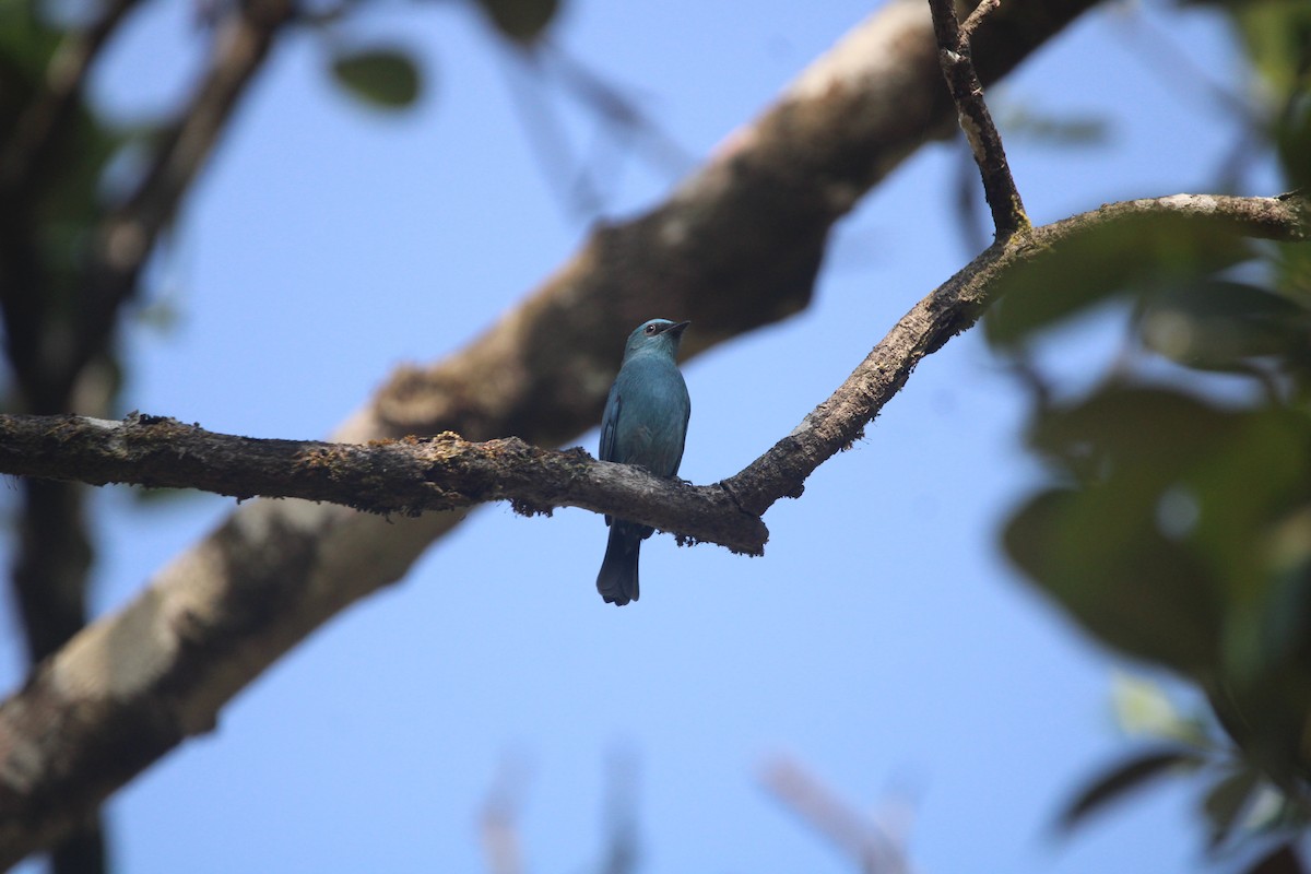 ロクショウヒタキ - ML646505603