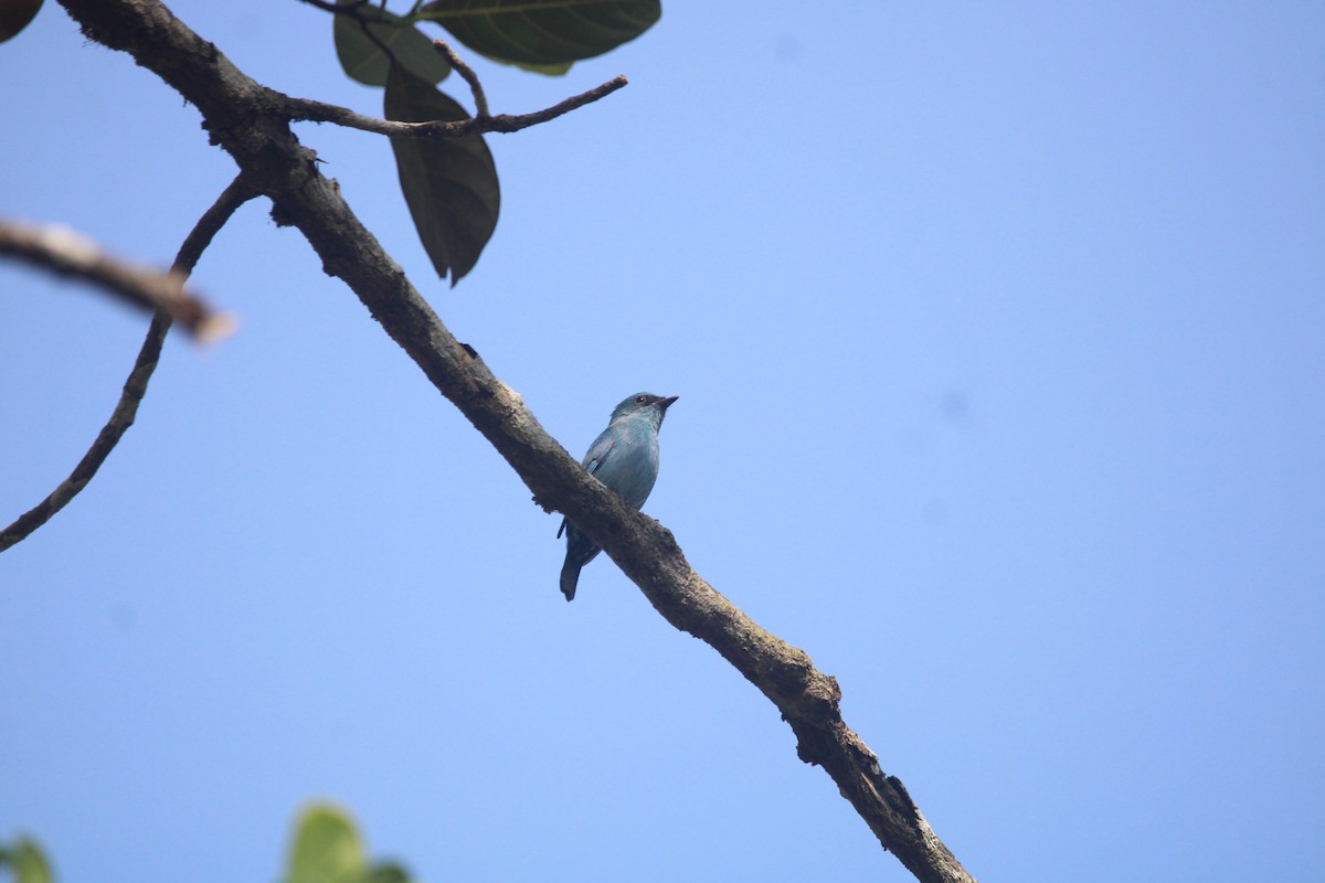 ロクショウヒタキ - ML646505604