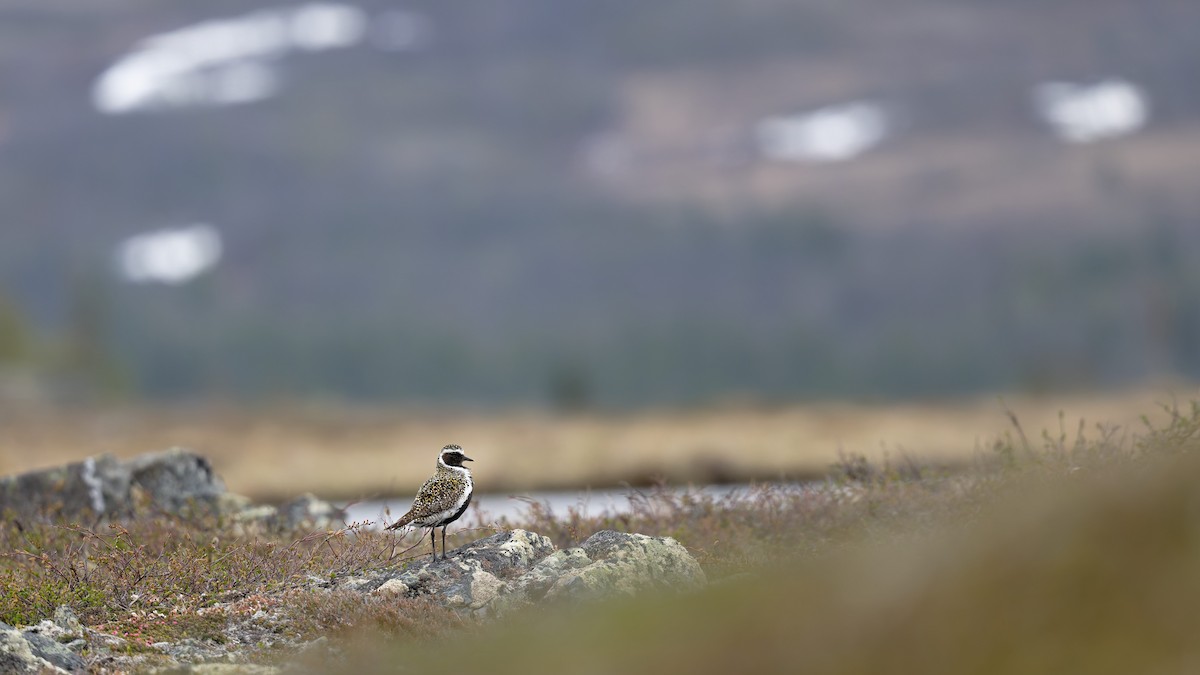 Сивка звичайна - ML646505605