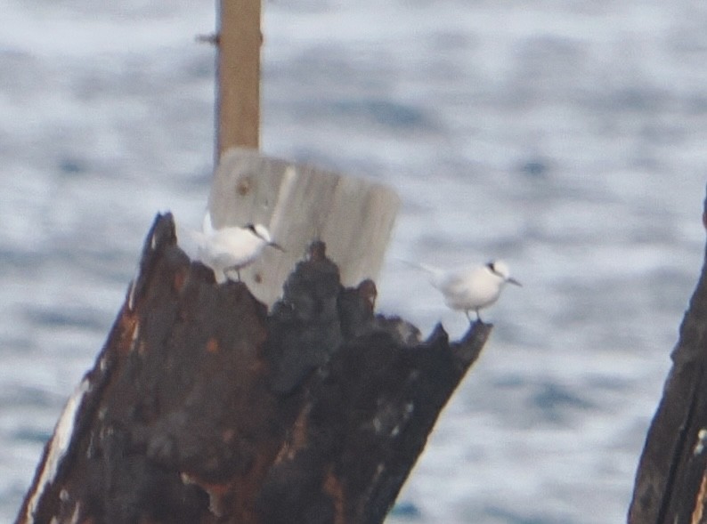 Black-naped Tern - ML646505606