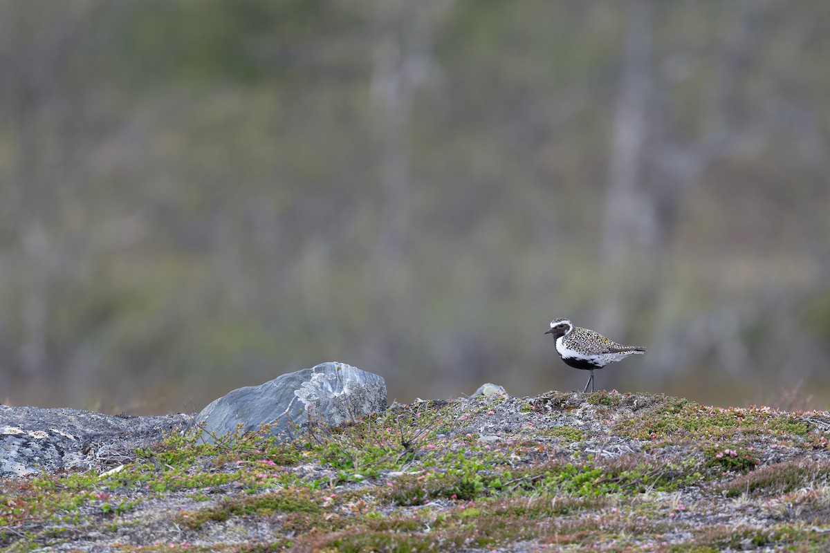 Сивка звичайна - ML646505608