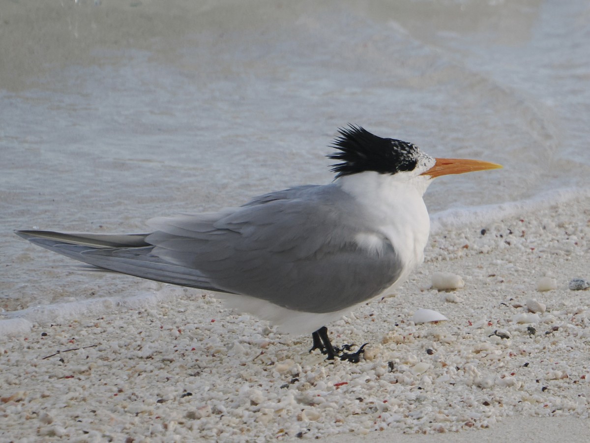 Lesser Crested Tern - ML646505609