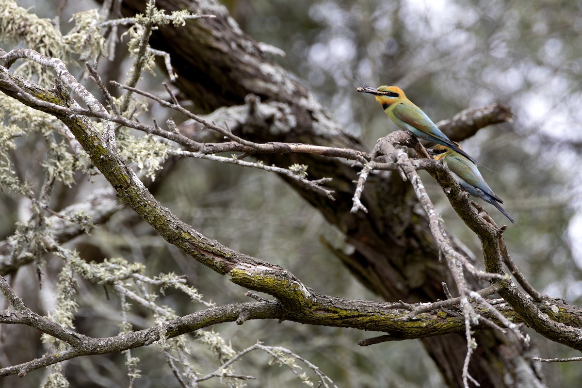 vlha duhová - ML646505617