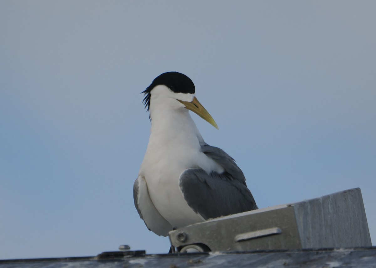 Great Crested Tern - ML646505618