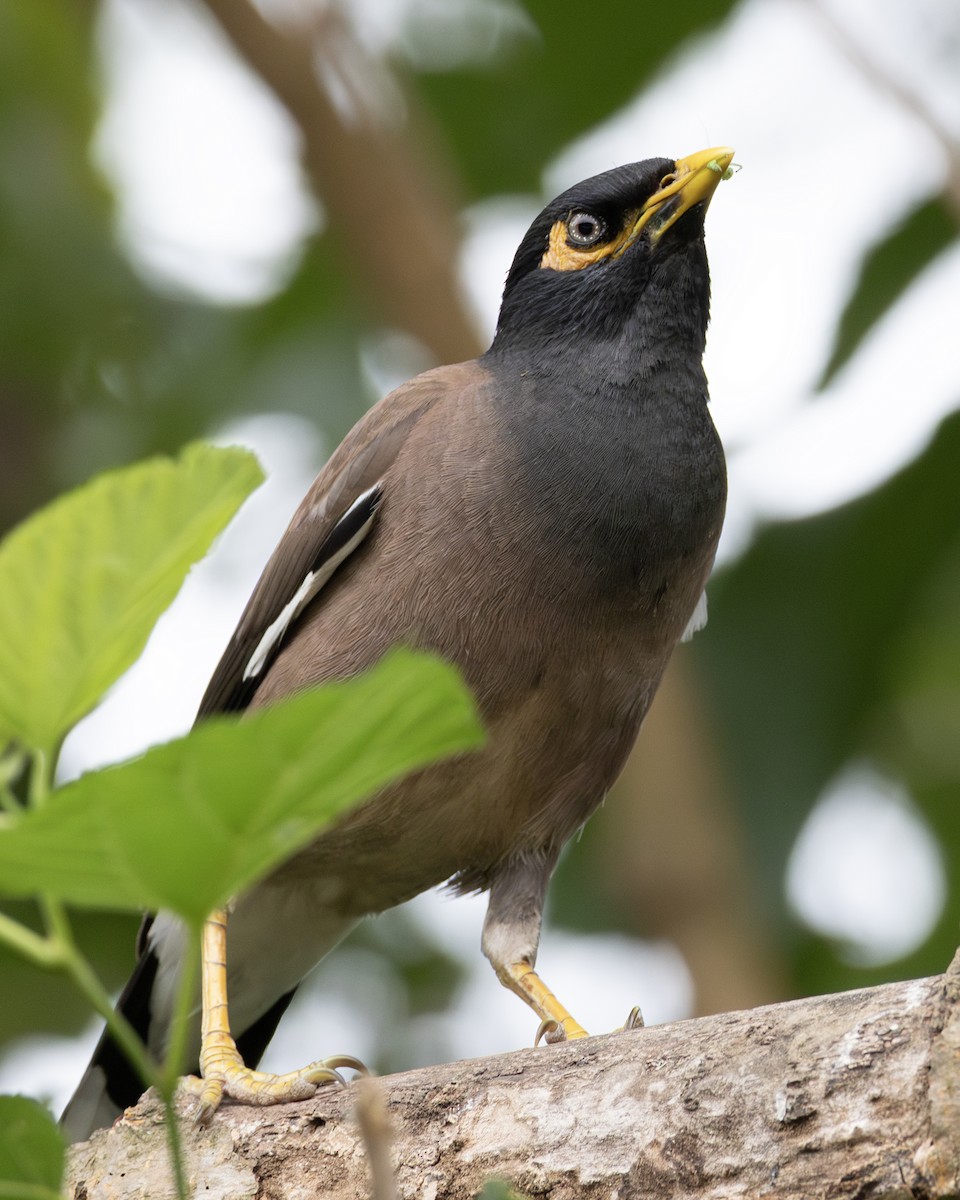 majna obecná - ML646505619