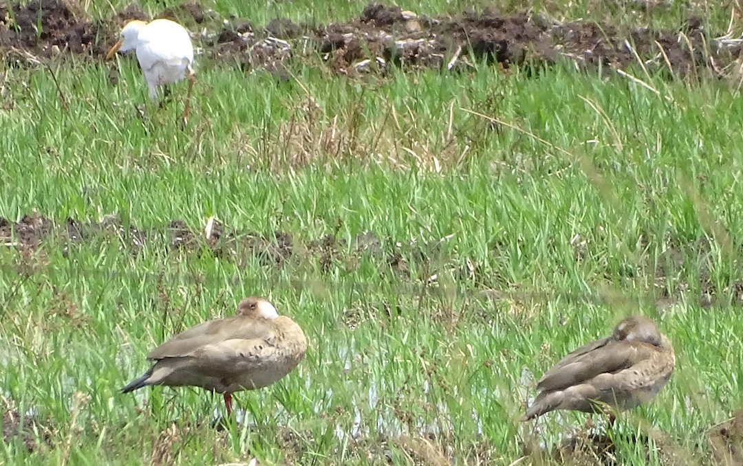 Brazilian Teal - ML646505620