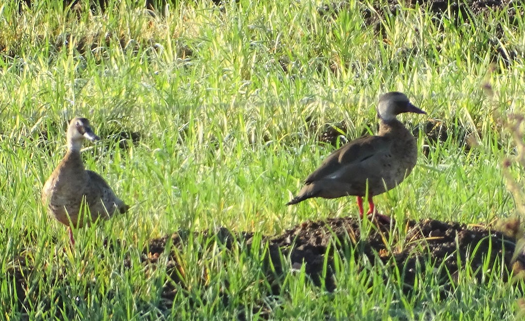 Brazilian Teal - ML646505621