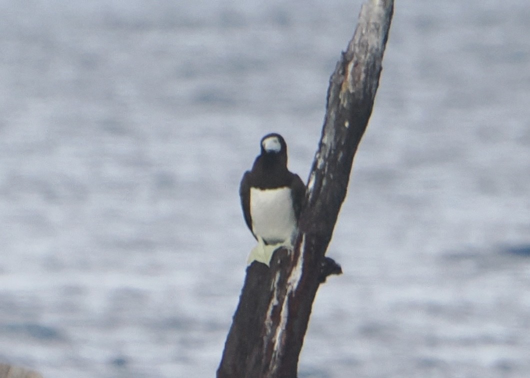 Brown Booby - ML646505623