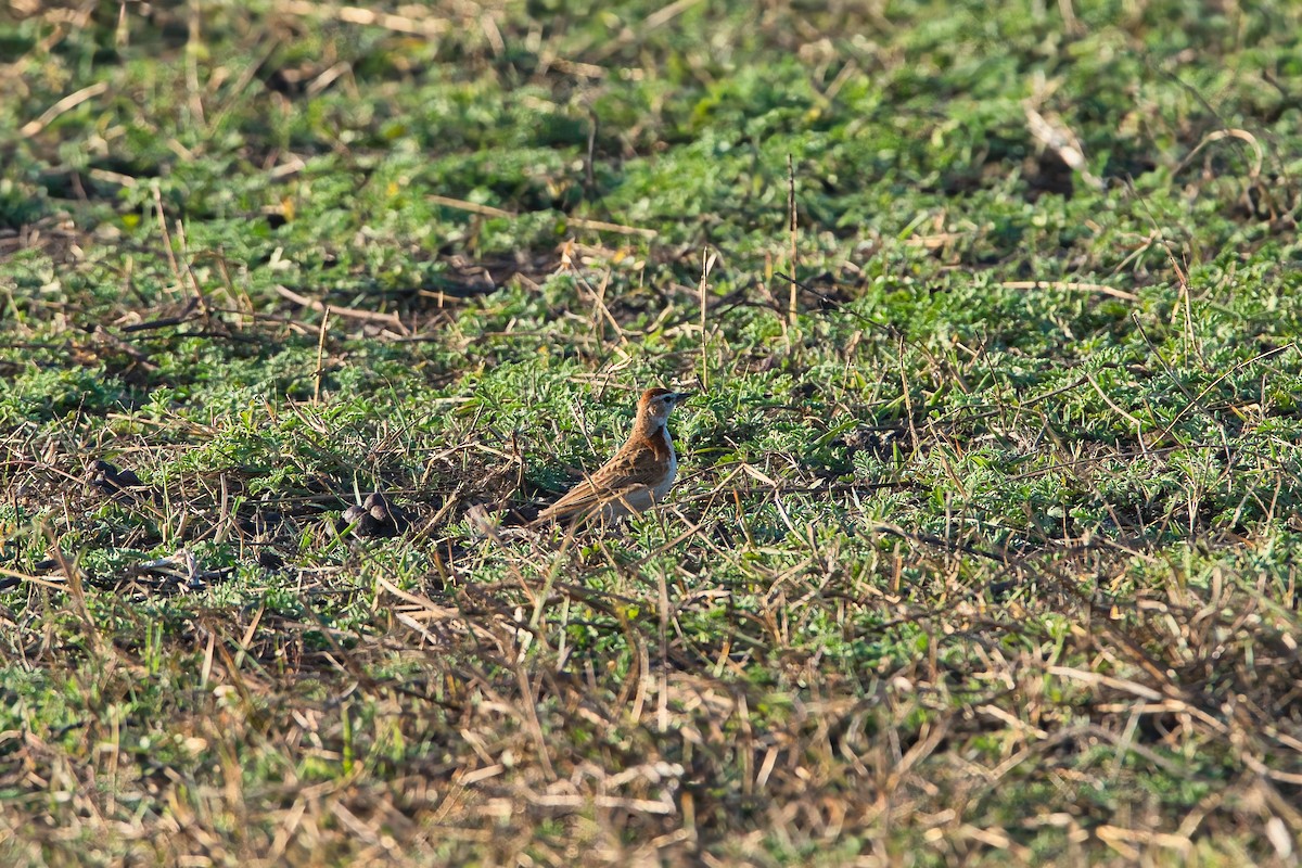 Rotkappenlerche - ML646505629