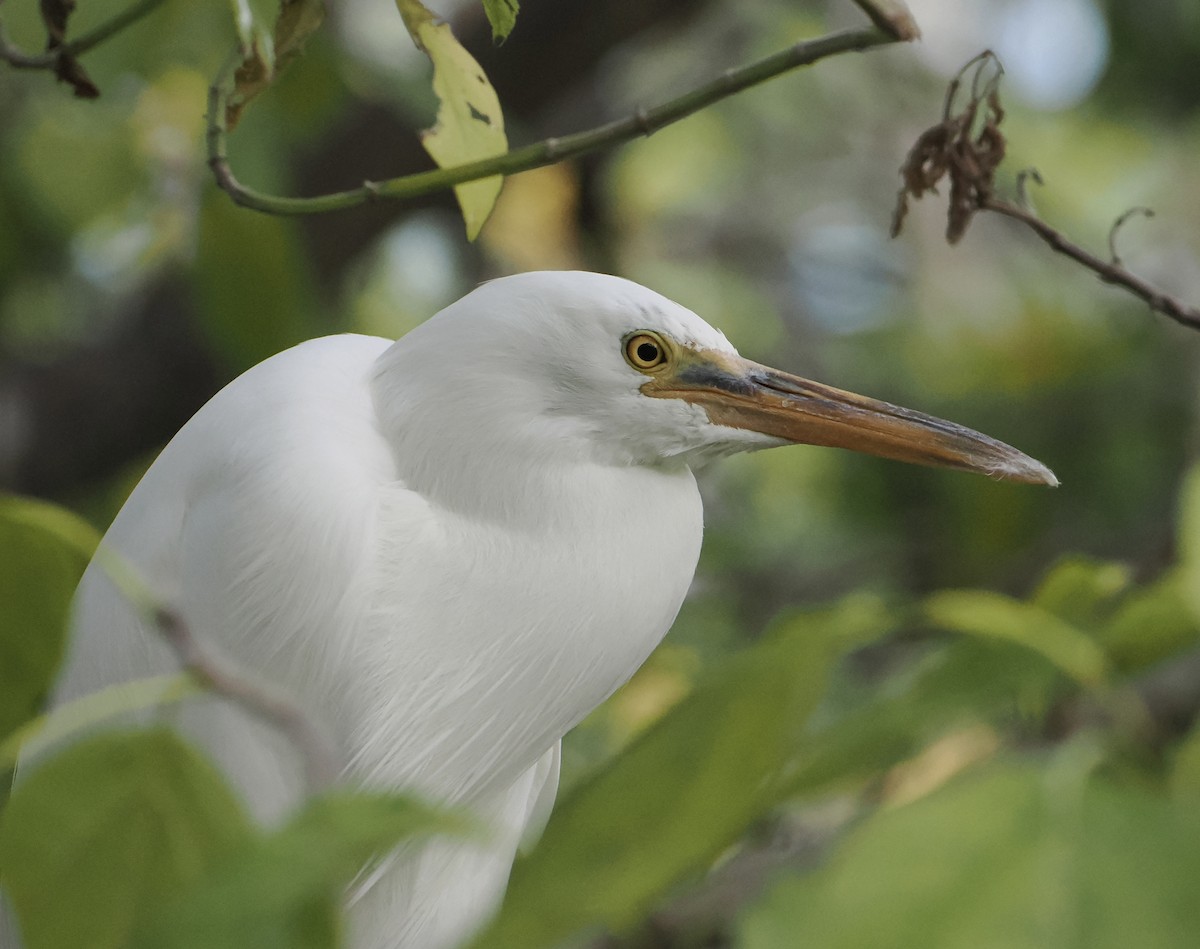 Pacific Reef-Heron - ML646505632