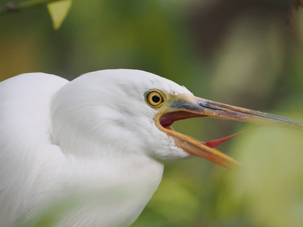 Pacific Reef-Heron - ML646505633