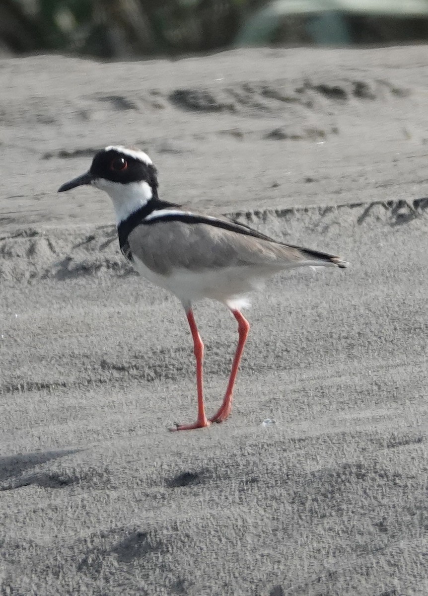 Диадемовая пигалица - ML646505634