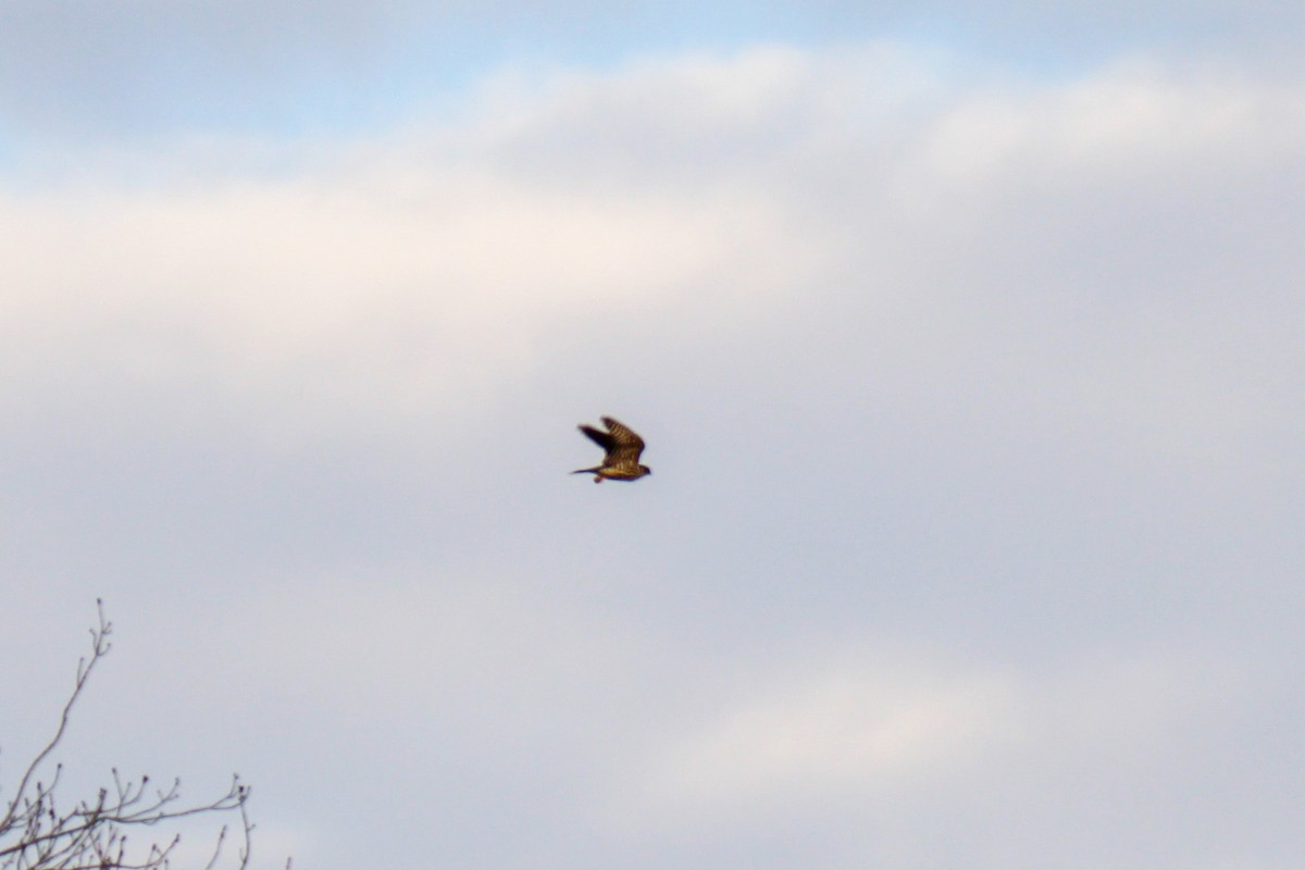 Merlin - ML646505635