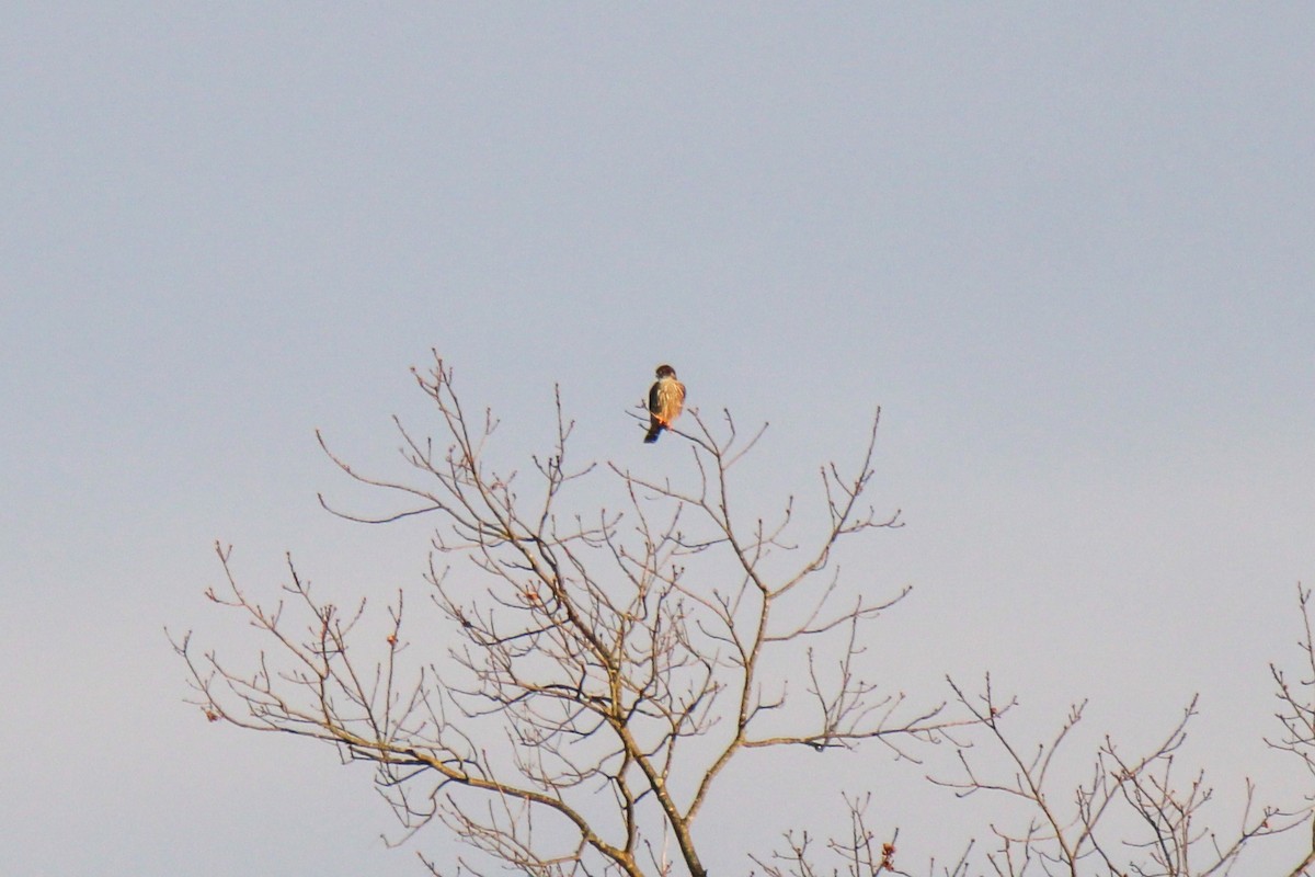 Merlin - ML646505636