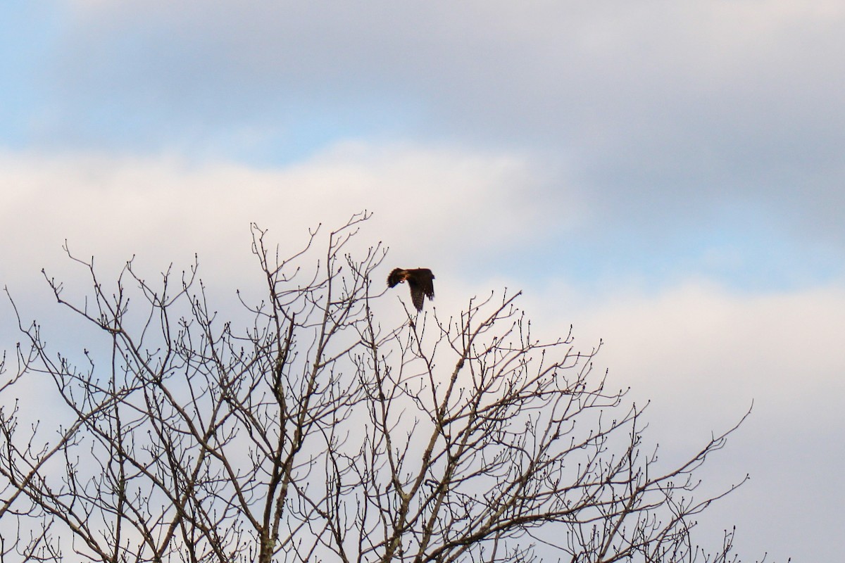 Merlin - ML646505637